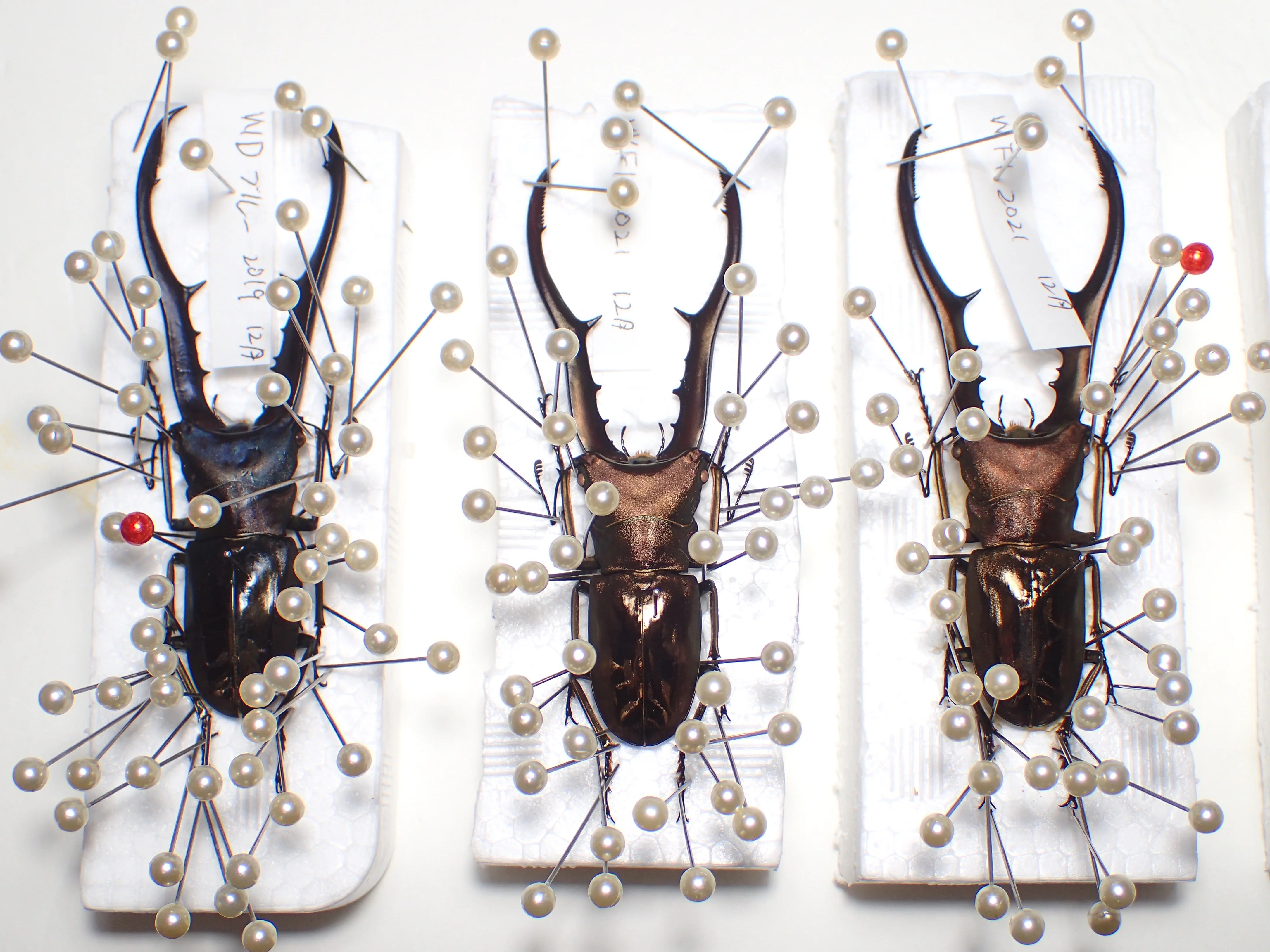 学術標本】種名ニホンジカ 胎児（♂） エタノール浸漬標本 頭胴長約