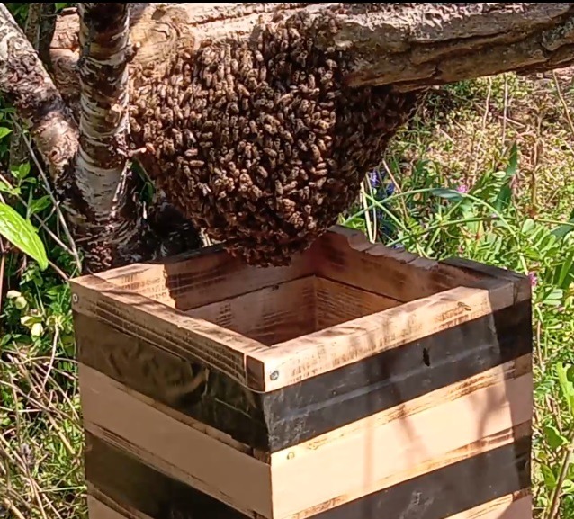 日本みつばちの分蜂群捕獲後の飼育方法と注意事項 – 日本みつばち専門