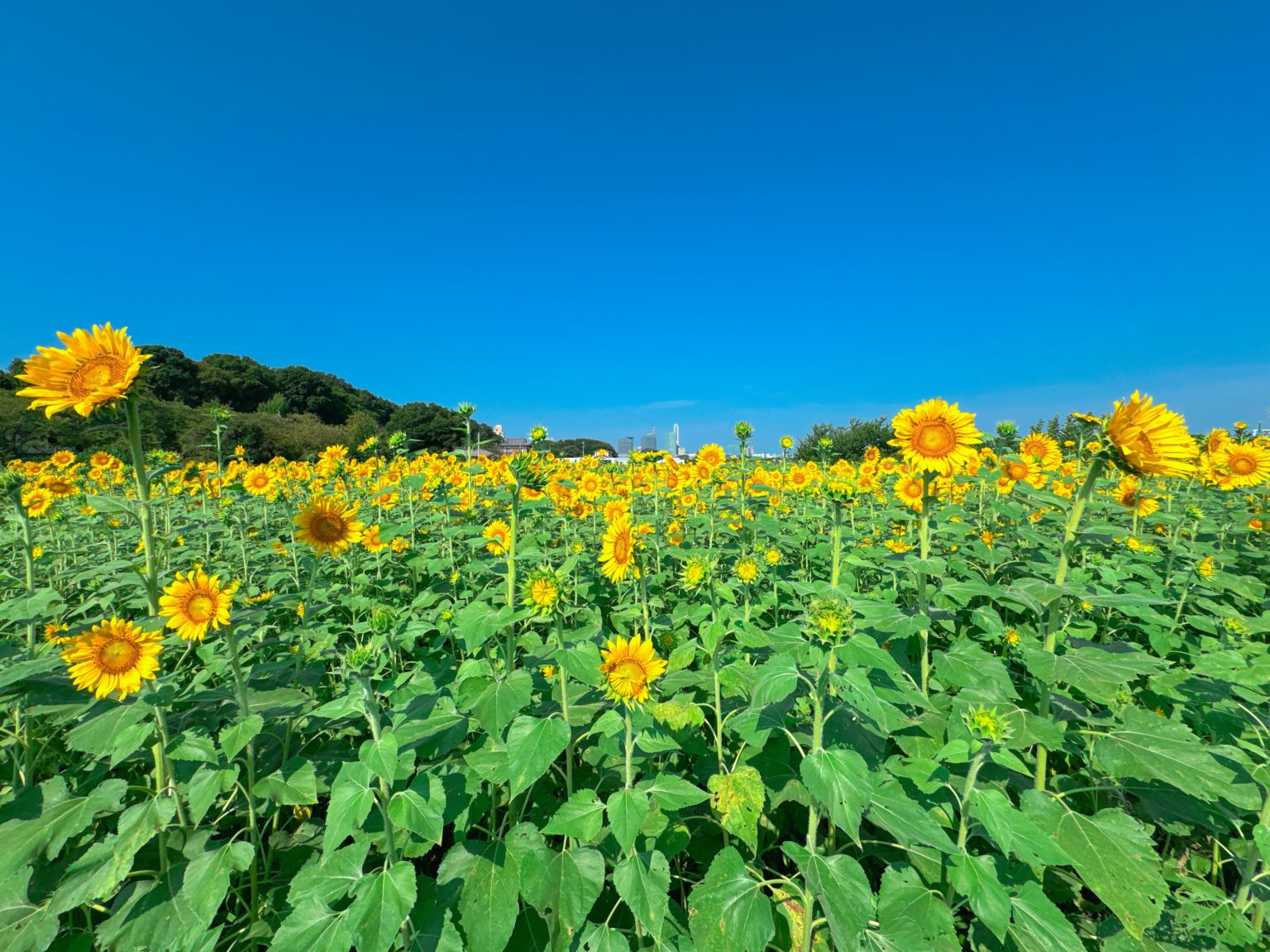 終了【2025】さいたま市 見沼田んぼ「向日葵（ヒマワリ）迷路畑」開花