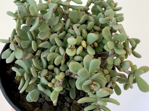 グラキリス 現地球 発根6年目株 6 パキポディウム グラキリス 現地球