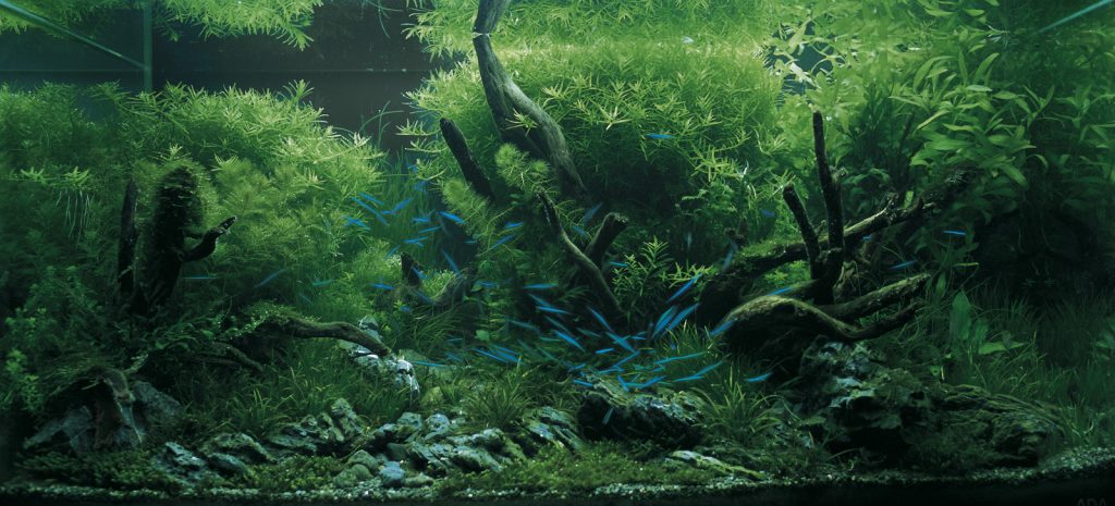IAPLC | 世界最大の水草レイアウトのコンテスト