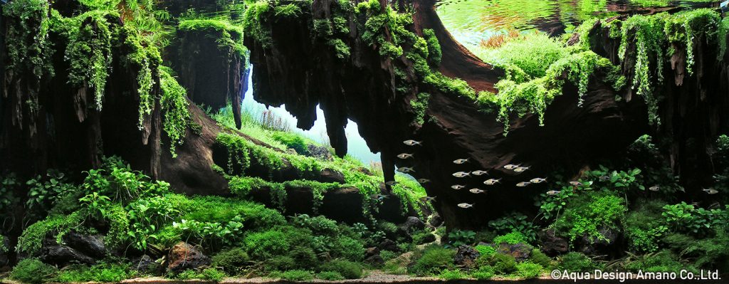 IAPLC | 世界最大の水草レイアウトのコンテスト