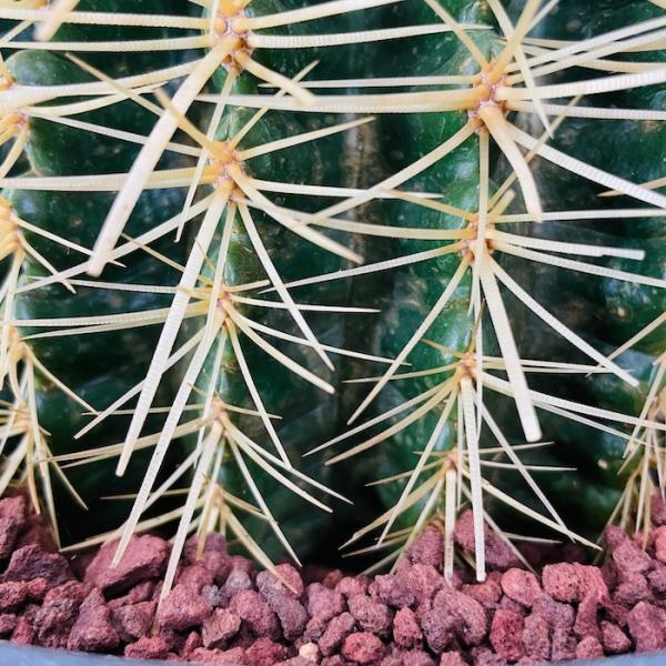 サボテンの王様 金鯱 12号鉢 大型 特大 観葉植物 多肉植物 金シャチ