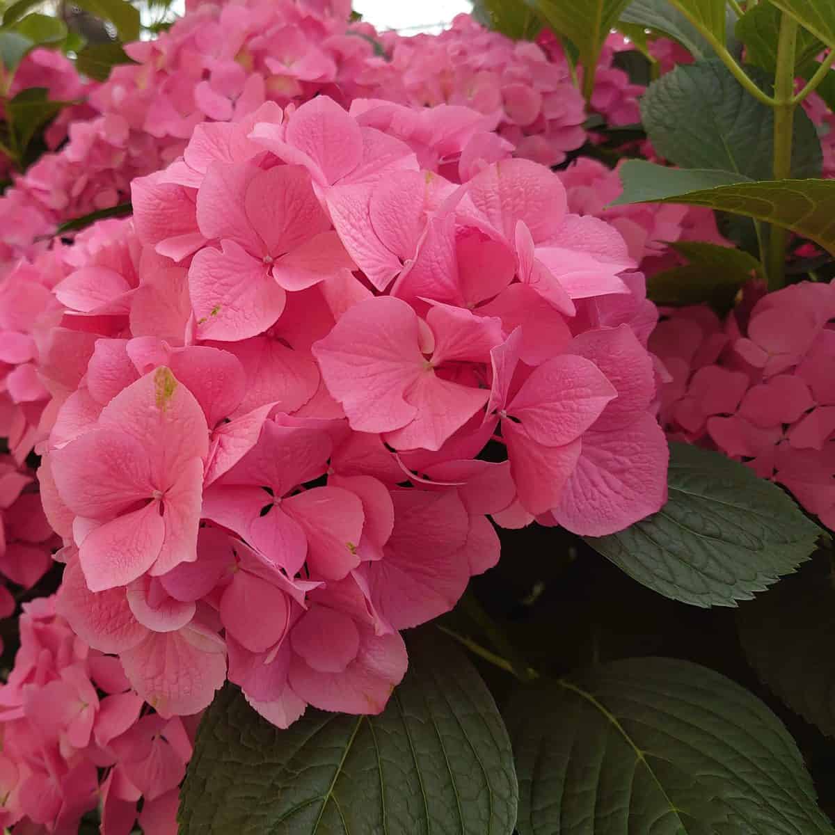 ピンク系あじさい】マジカルクリスタル フレッシュピンク 5本 -