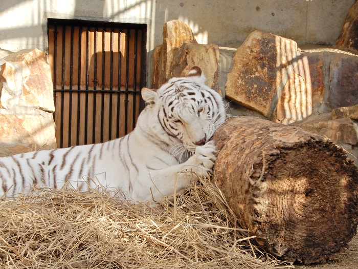 ホワイトタイガー（ベンガルトラ：白変種） | 【公式】池田動物園