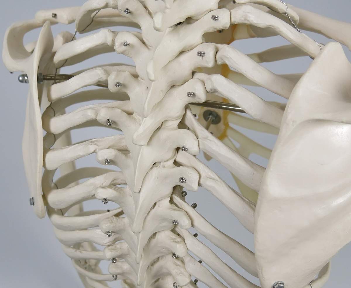 骨格モデル(標準型) 人体模型 11-2005-00 日本スリービー・サイエン