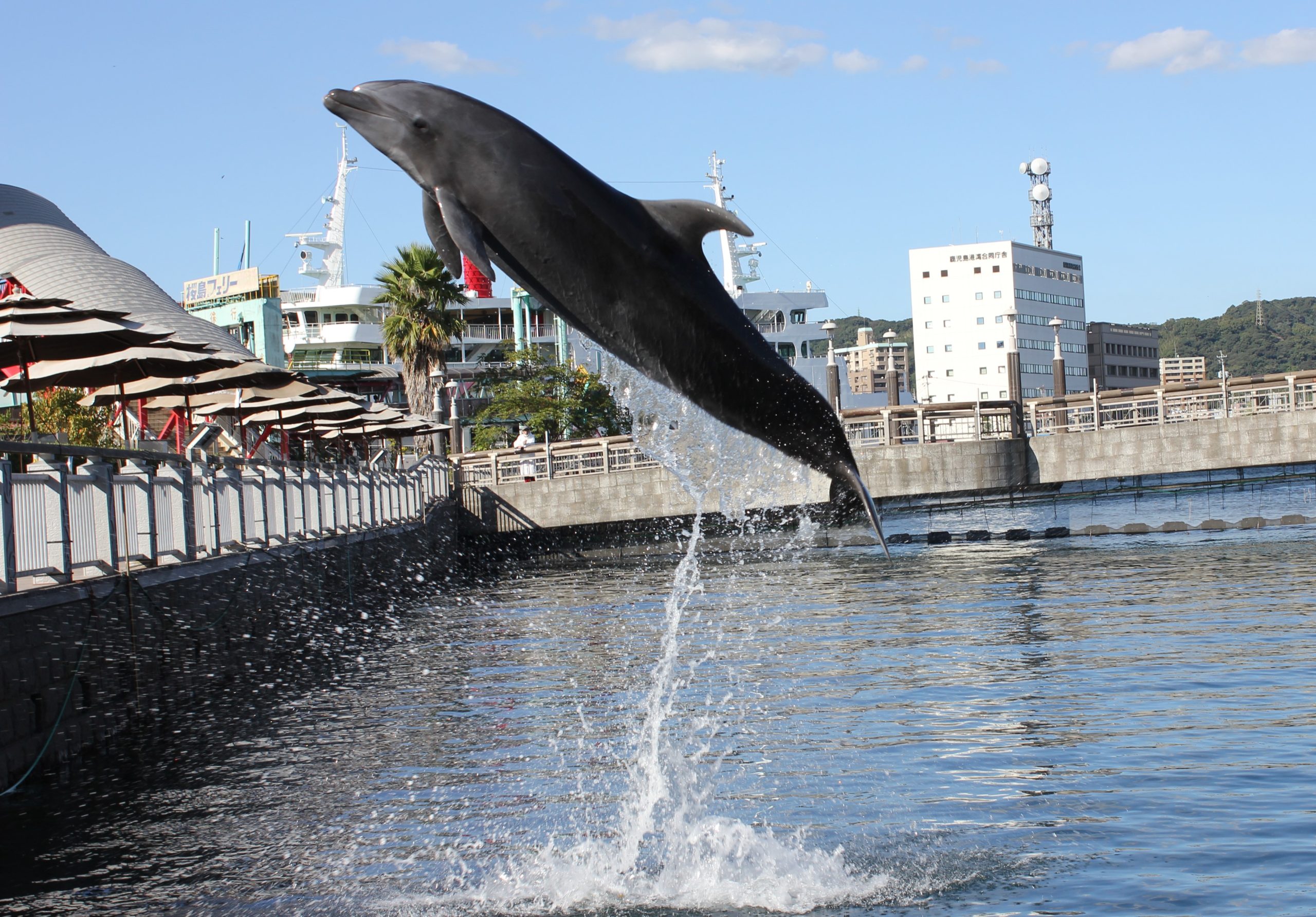 イルカの水路展示および「青空イルカウォッチング」の再開について