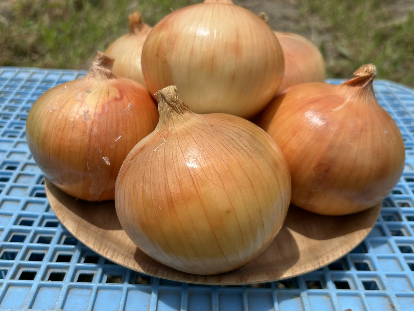 淡路島産】淡路島玉ねぎ10kg M〜LLサイズ混合：兵庫県産のターザン