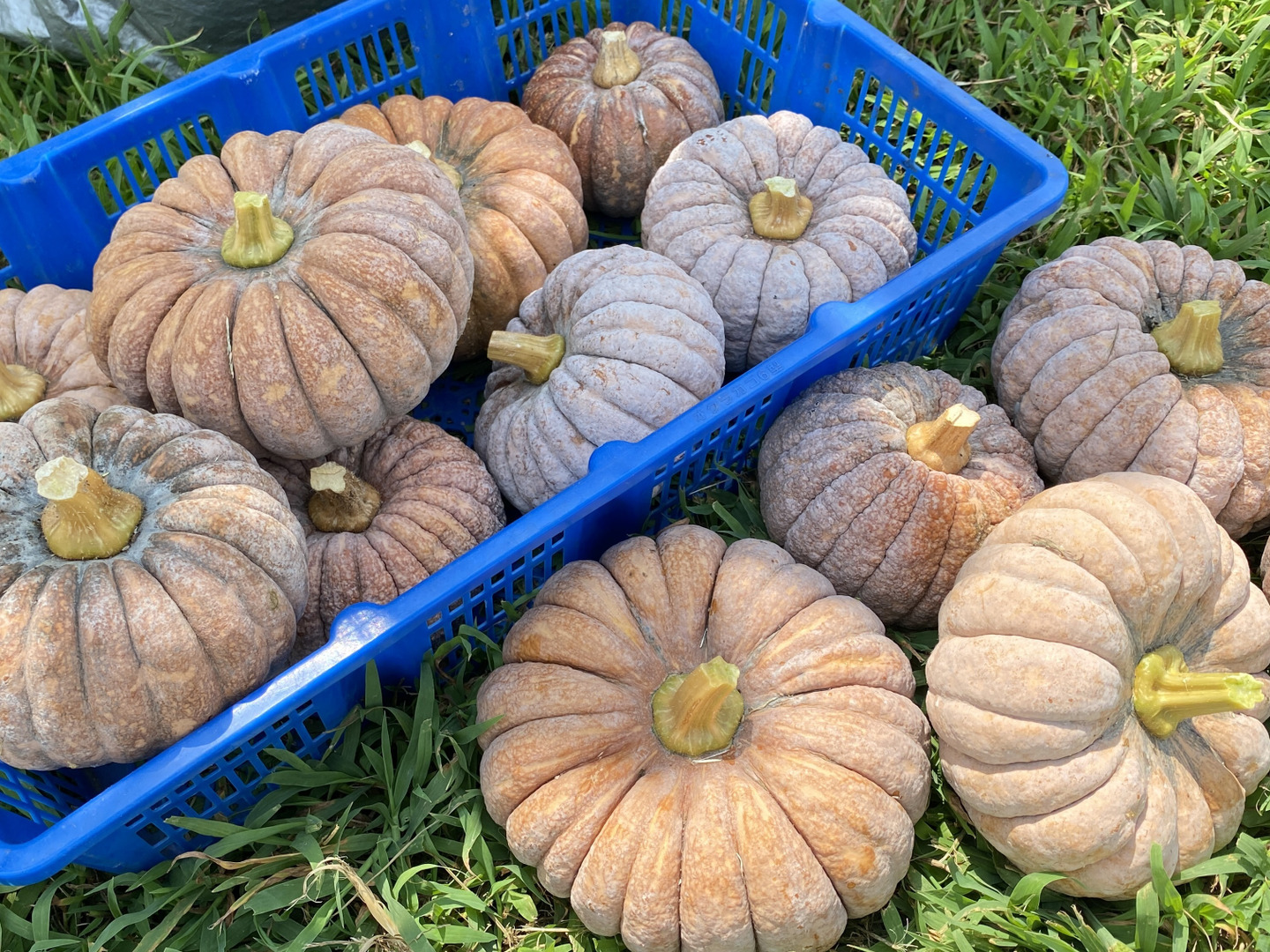 今期最終【自然栽培🍀在来種🎃秋田早生菊かぼちゃ1個・約1Kg】ほっ