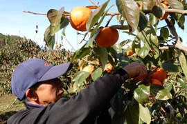 太豊の通販｜柿｜食べチョク｜産地直送(産直)お取り寄せ通販 - 農家