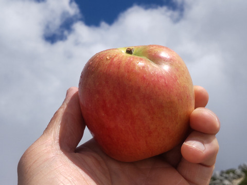 夏あかり2kg】甘くて硬い味の濃い、日保ちする夏りんご。皮ごと食べ