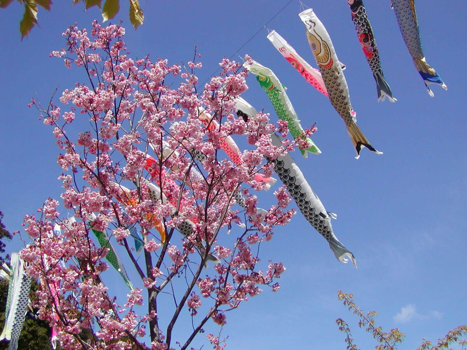 静岡県の「例年3月中旬が見頃」の桜名所・お花見2026 - ウォーカープラス