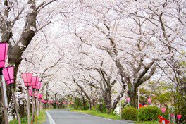 蓮華寺池公園の桜（藤枝市） - お花見2026 - ウォーカープラス