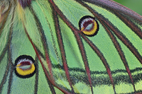 イザベラミズアオ の写真・イラスト素材