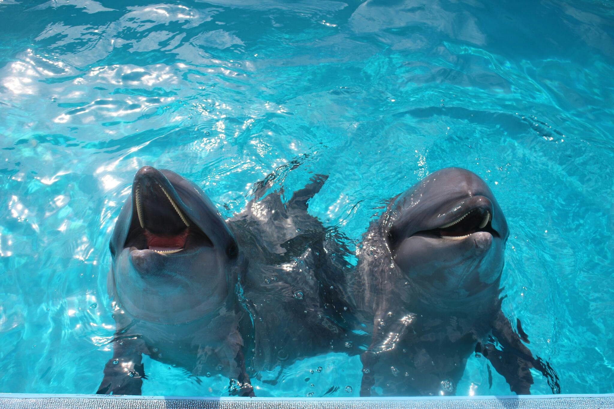 南知多ビーチランド【水族館裏側ウォッチング】※別途入園料必要