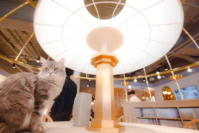 超特割！【平日・21％割引】猫カフェモカ 吉祥寺店 入場チケット