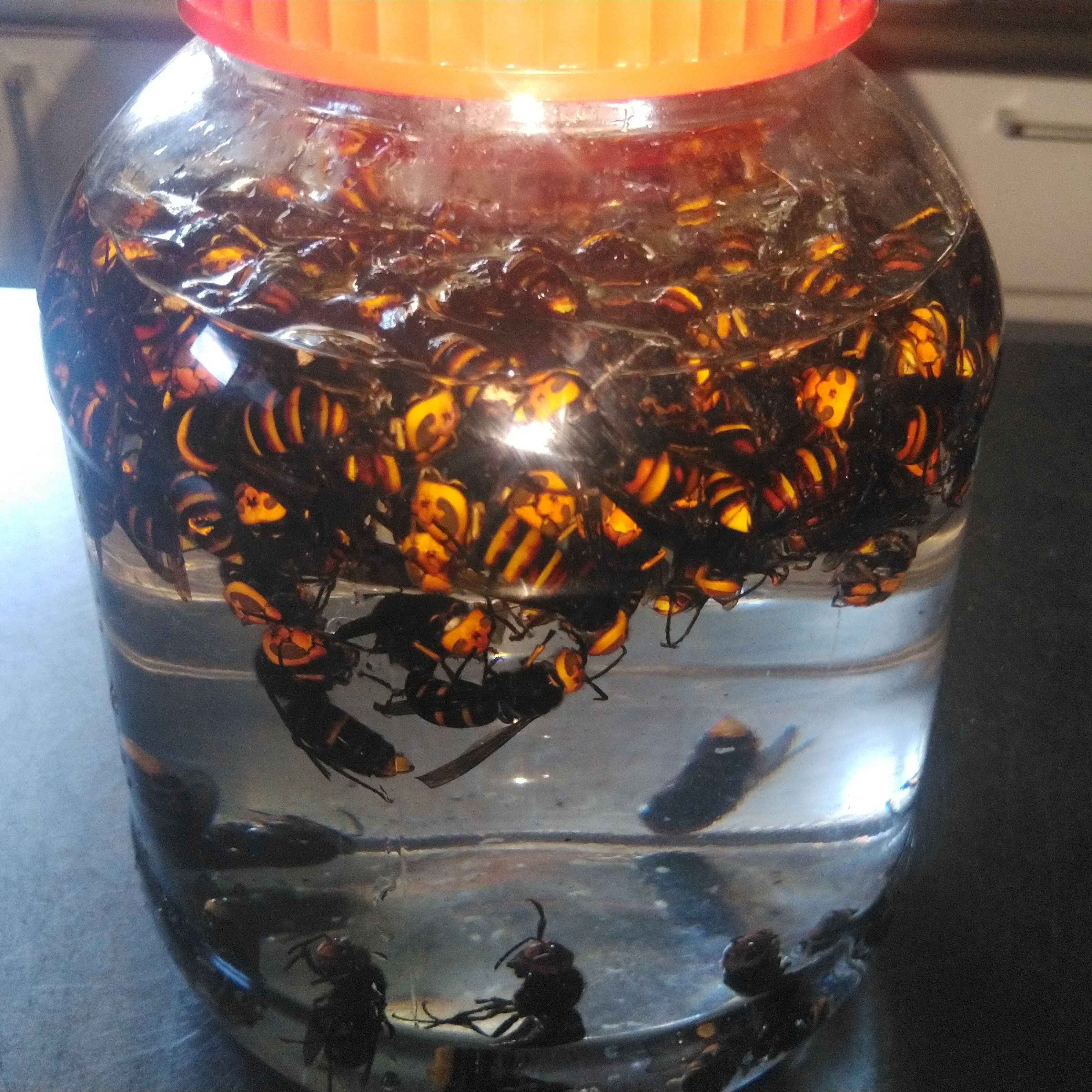 蜂の焼酎漬け | フォレストノーツ - くらしのマーケット