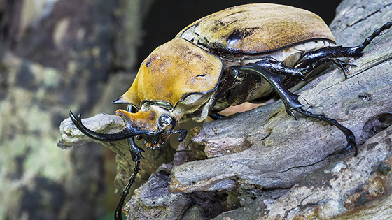 世界最大のカブトムシ「ヘラクレスオオカブト」を探しにグアドループへ