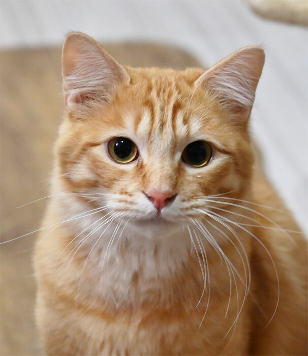 1歳くらいの茶トラくん、」神奈川県 - 猫の里親募集(311586) 1枚目