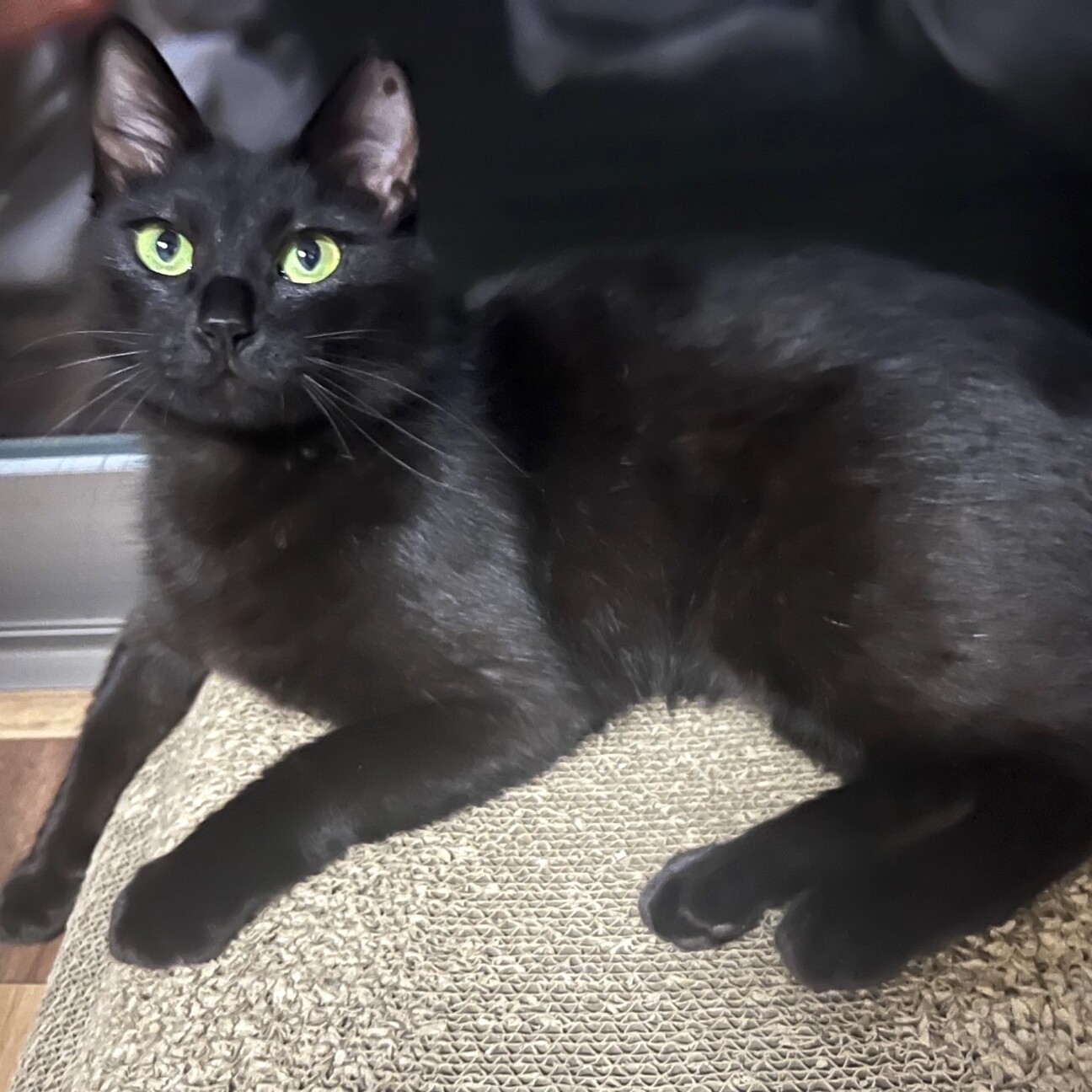 黒猫ミント 黒猫みんと 黒猫みんと 黒猫みんと 黒猫みんと みんとにゃ