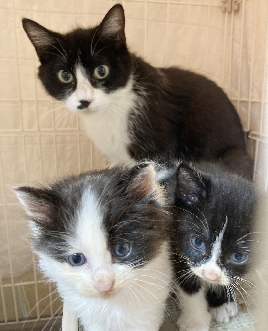 ハチワレ親子！フワモコ半」東京都 - 猫の里親募集(490075) 6枚目の