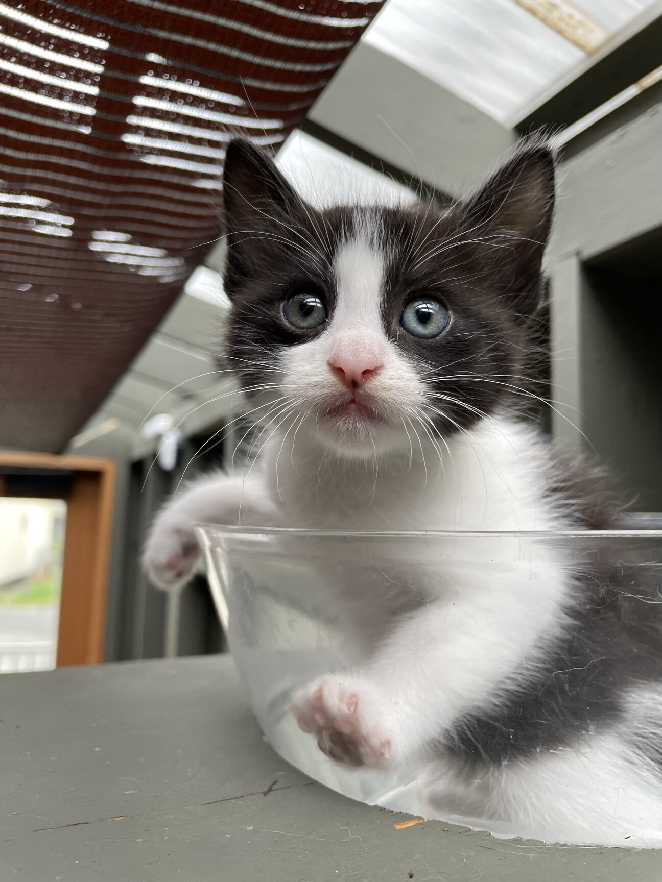 白黒ハチワレ】かわいい女の子」三重県 - 猫の里親募集(494091