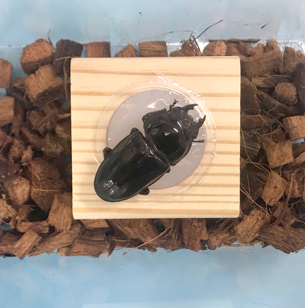カブトムシ。クワガタムシ専用エサ皿 | モンスター