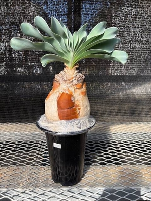 ブーファン | X−PLANTS