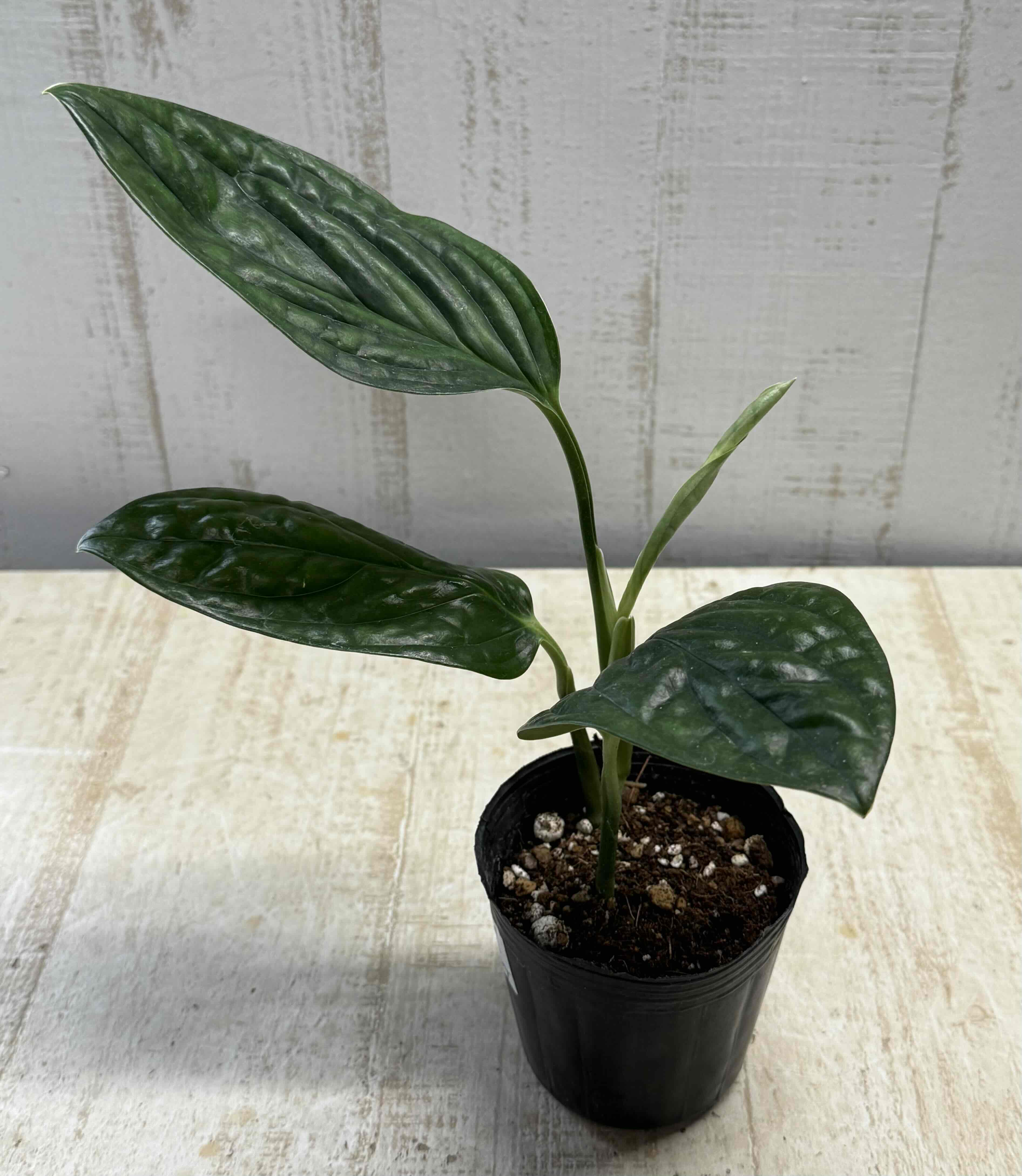 モンステラ ジェイドウィング【現品】 | グリーンホビー