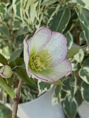 大木ナーサリーさんのクリスマスローズ | グリーンホビー