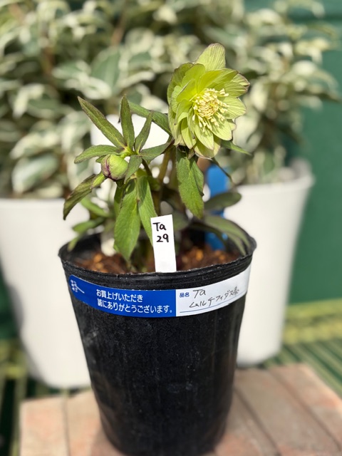 ○8時だよ） リトルビーストシリーズ ムルチフィダス系【Ta29