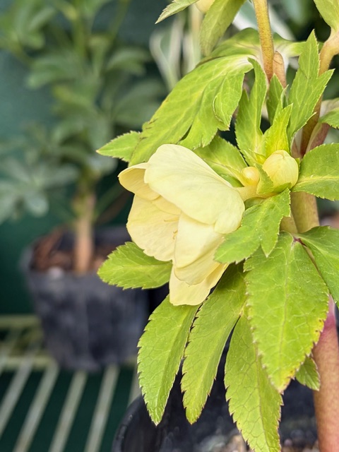 ○8時だよ）ライムグリーンゴールドsd【Hi146】 | グリーンホビー