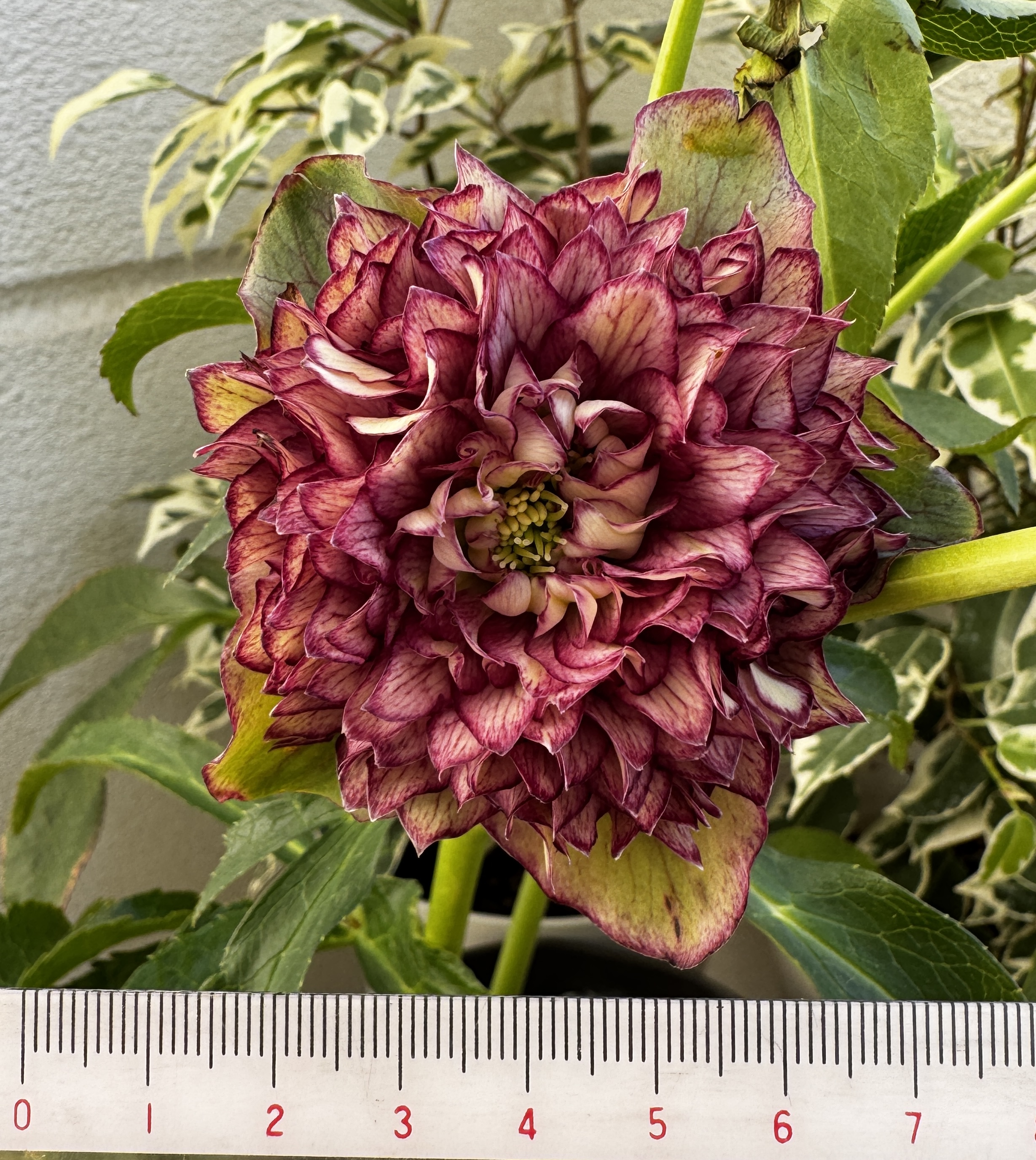 ○8時だよ）【Hi196】 超多弁クレオパトラ | グリーンホビー