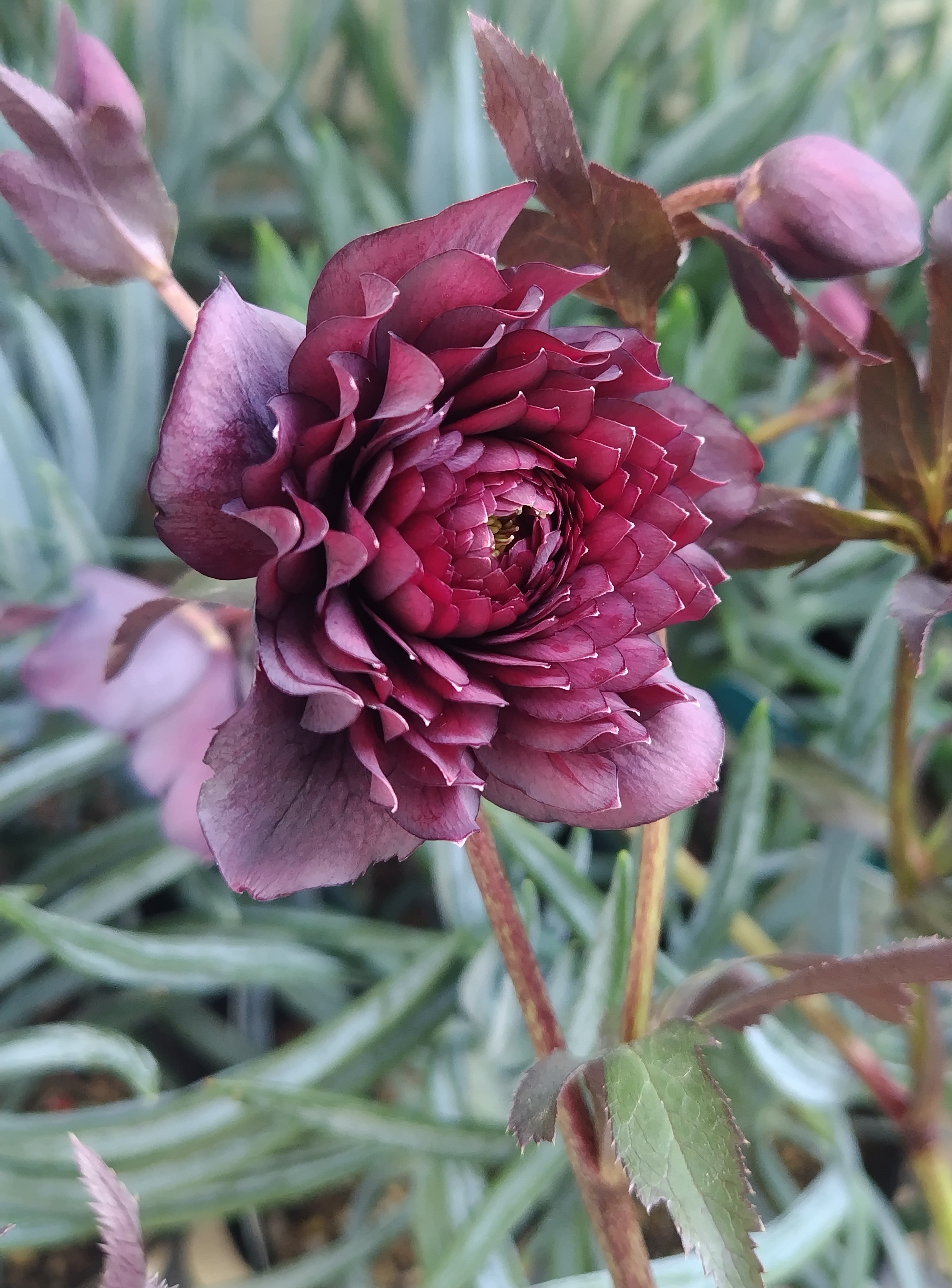 ダークレッドクレオパトラ【Hi221】 | グリーンホビー