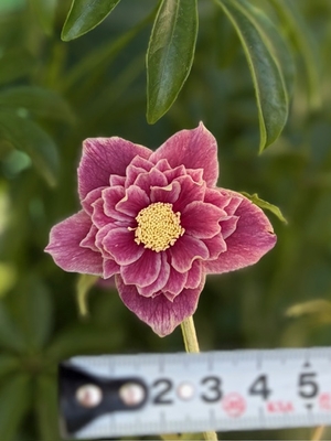 広瀬園芸さんのクリスマスローズ | グリーンホビー