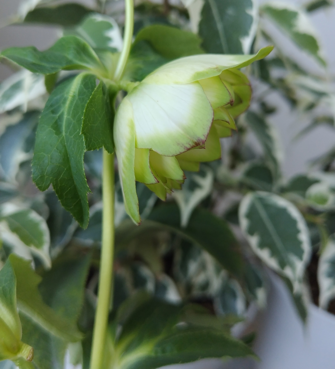 ○8時だよ）ピコ利休【So211】今季人気 | グリーンホビー