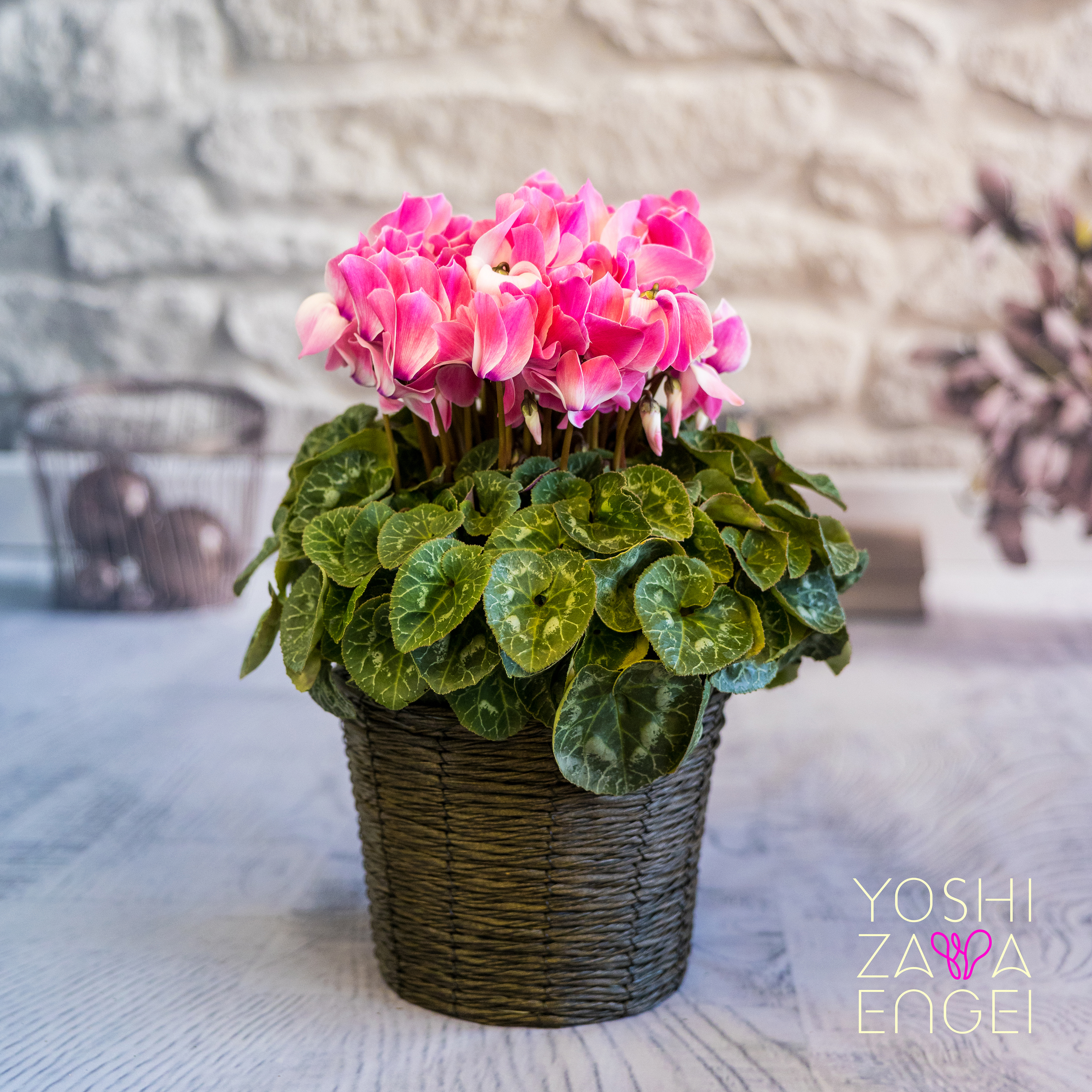 6号 シクラメン シャワー シューベルト【標準送料込】 | 吉沢園芸