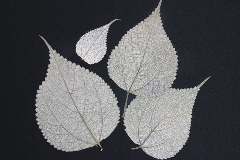 カラムシ（苧麻）の押し葉｜植木・庭木・花木苗｜自然を育てる｜自然