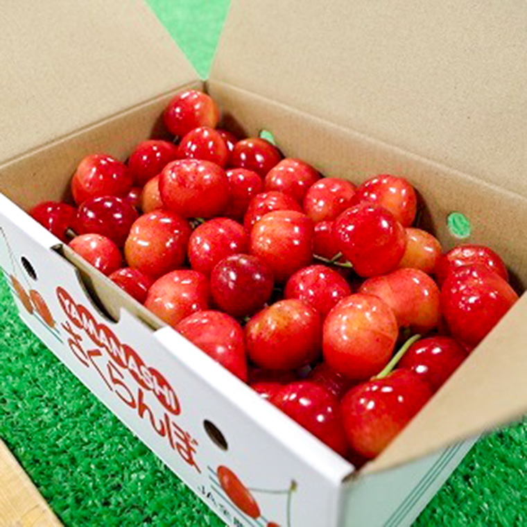 予約販売】さくらんぼ 佐藤錦 500g【サイズ L】 （JA南アルプス