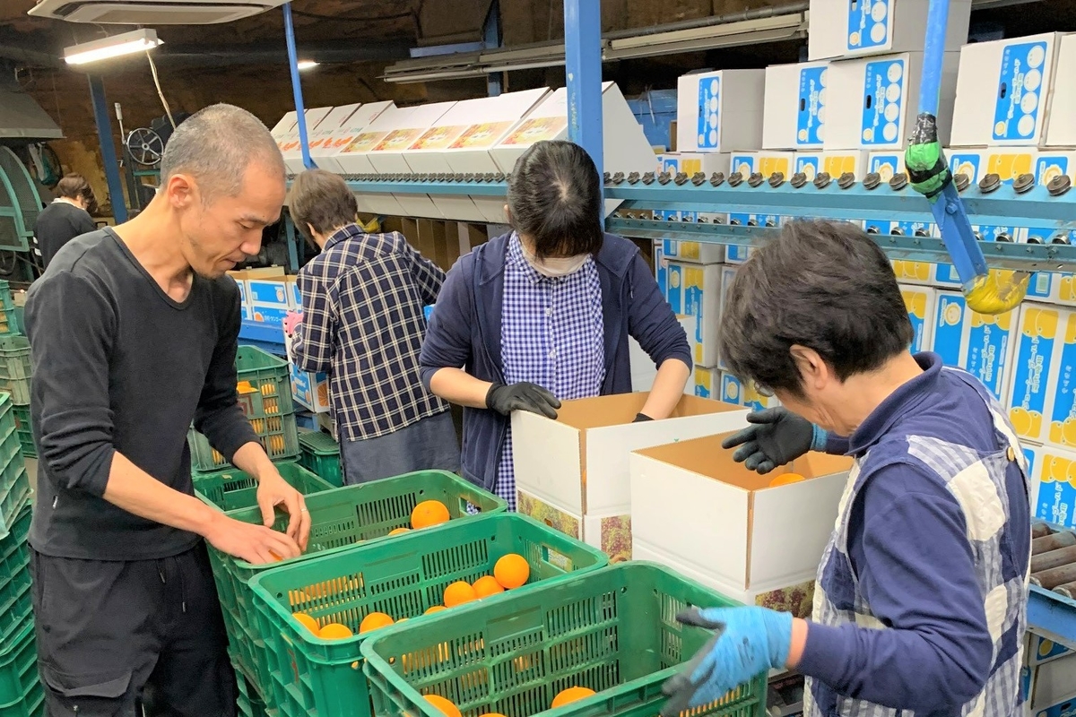 シトラスガーデン4本セット | Seiyo Color