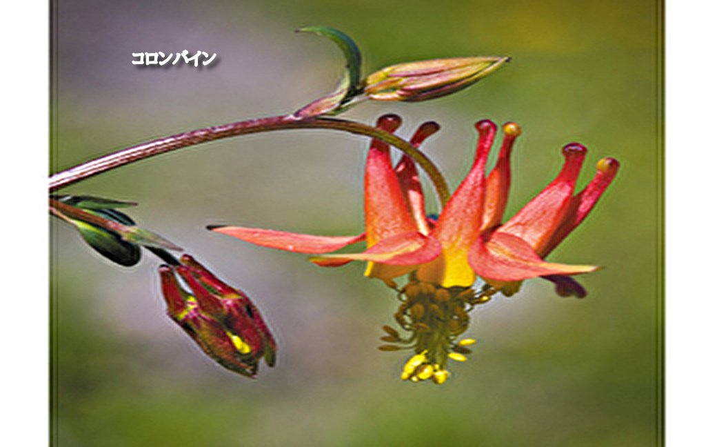 フラワーエッセンス（103種類） | 公式FESフラワーエッセンスショップ