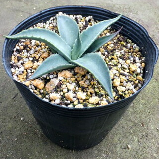 多肉植物 アガベ パリー 15cmポット | 農業屋.com