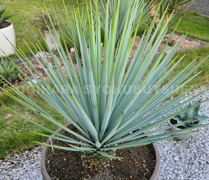 楽天市場】ユッカ リギダ : おぎはら植物園