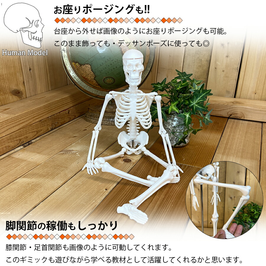 楽天市場】人体模型 人体骨格模型 骨格標本 45cm 1/4 モデル ホワイト
