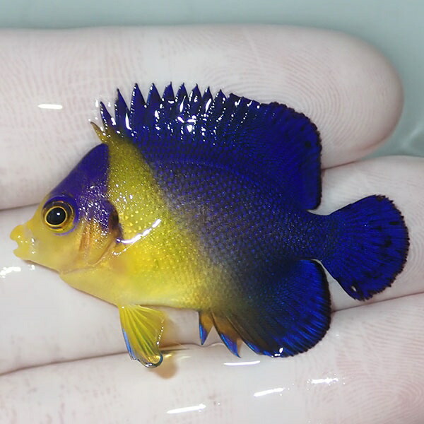 ブラックチップシャーク 販売 | 海水魚通販はアクアギフト