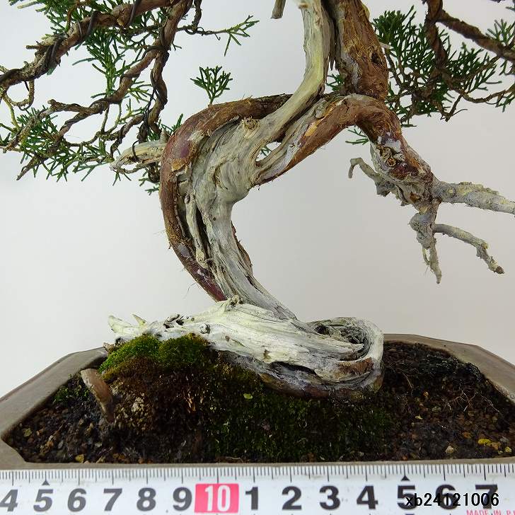 楽天市場】盆栽 真柏 樹高 約34cm しんぱく 高級盆栽 Juniperus