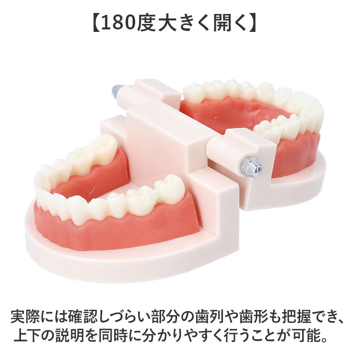 歯 模型 通販 歯列模型 歯模型 実物大 180度 開閉式 歯科 歯根 口内 上