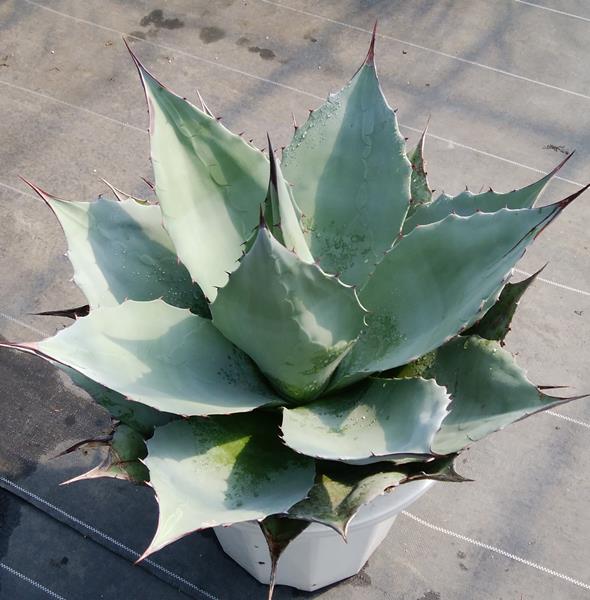 楽天市場】【現品発送】アガベ オバティフォリア【オルカ】 苗木【FA