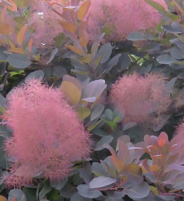 楽天市場】スモークツリー グレース（グレイス）雌木 4.5号 苗木(e06