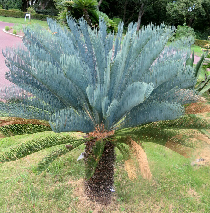 楽天市場】【現品発送】ソテツ サイカス カイルンシアナ ブルー 幹高約